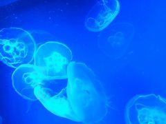 -芜湖新华联大白鲸海洋公园