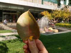 -北京希尔顿逸林酒店