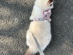 -唐小姐の猫狗洗护·购宠旗舰店(周浦万达店)