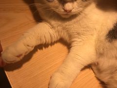 -飞行喵MR PILOT|猫舍·猫咖(静安大融城店)
