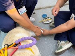 -心仪动物医院·牙专科·肿瘤·心脏科(西客站院)