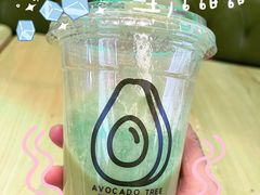 -油梨树AVOCADO TREE(望京店)