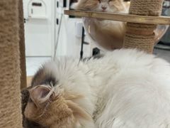 -喵园·猫主题咖啡厅·撸猫·猫咖(国贸店)