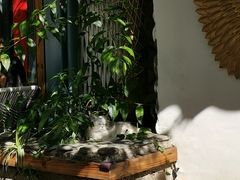 -喵屿·大理花园猫咖