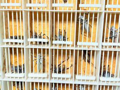 -中环花鸟鱼虫市场