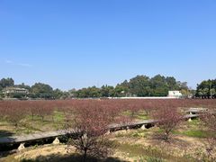 -南国桃园旅游度假区