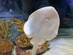 -上海海洋水族馆