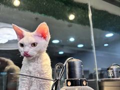 -和它·交个朋友·狗咖猫咖(爱琴海店)
