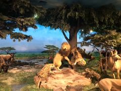 -国家自然博物馆