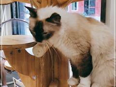 -猫亿天猫咖