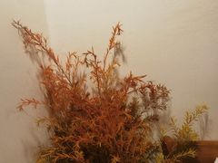 -克比叔叔印度餐厅Kebabs on the Grille(永康路分店)