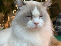 -喵喵咪呀布偶猫咖(春熙路店)