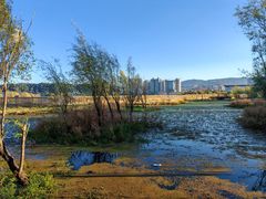 -洱海月湿地公园