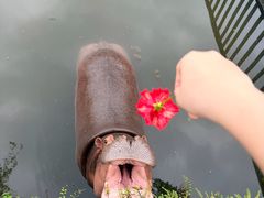 -海南热带野生动植物园