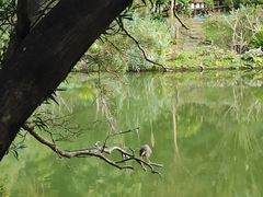 -深圳仙湖植物园