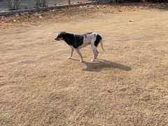 -胜华驾校·小猫学车(银都店)