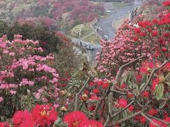 -贵州百里杜鹃风景名胜区