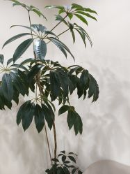-HEYAN荷妍专业脱毛连锁机构