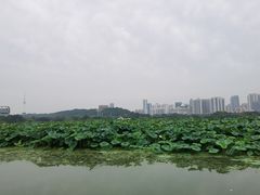 -月湖风景区