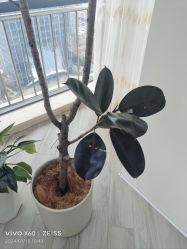 -HEYAN荷妍专业脱毛连锁机构