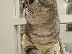 -楼上猫咖(罗湖店)