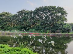 -广州长隆飞鸟乐园