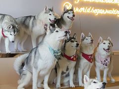 -Husky Go! 哈士奇体验馆·宠物咖啡厅狗咖