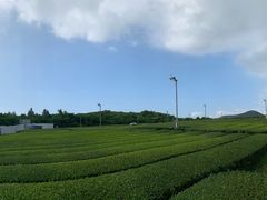 -雪绿茶博物馆