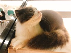 -飞行喵MR PILOT|猫舍·猫咖(静安大融城店)