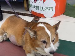 -派美特宠物医院·核磁CT·骨科肿瘤·疑难转诊(沈农禾丰店)
