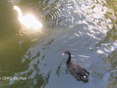 -长白岛森林公园