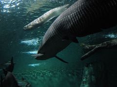 -上海海洋水族馆