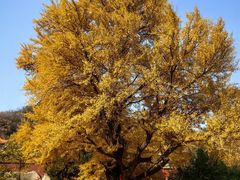 -遵化市禅林寺古银杏风景园