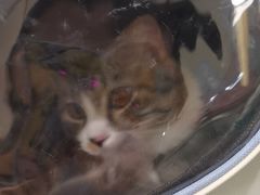 -瑞派动物医院·绝育·犬猫全科·预防医学(光景江南中店)