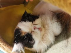 -猫小院猫主题餐厅(三里屯店)