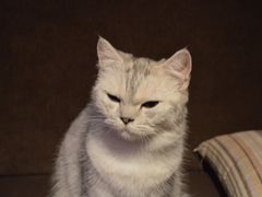 DSC_0371-喵园·猫主题咖啡厅·撸猫·猫咖(国贸店)