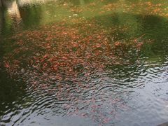 -普陀山风景名胜区-法雨禅寺