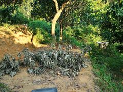 -彩虹桥宠物火化殡葬善终服务(金乐大厦店)