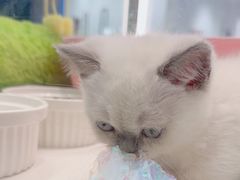 -babydoll猫舍·米努特·德文·缅因(久光中心店)