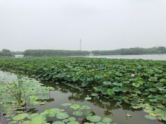 -大兴滨河森林公园