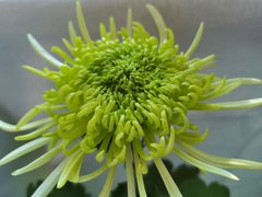 -杭州植物园