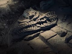 -自贡恐龙博物馆