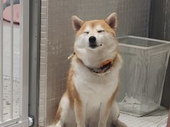 -柴务处·柴犬主题狗咖