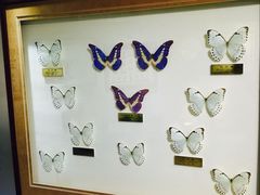 -上海昆虫博物馆