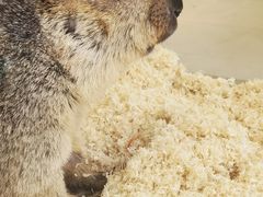 -怪兽屋·羊驼·猫咖·狗咖(俊华广场店)