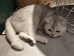 -猫儿山۰猫主题餐厅
