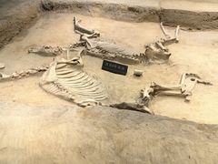 -洛阳周王城天子驾六博物馆