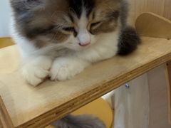 -有喵·猫咖·狗咖·30几只猫10只小狗(岗厦店)