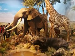 -陕西自然博物馆