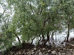 -宝安西湾红树林湿地公园